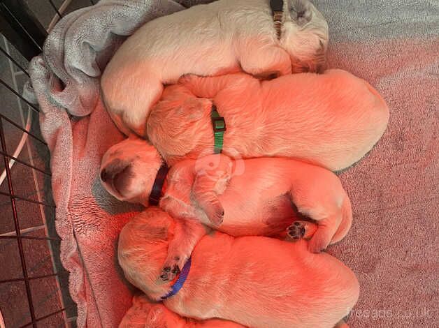 Kc Golden retriever puppies for sale in Rotherham, South Yorkshire - Image 4