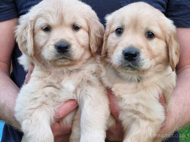 KC Golden Retriever Puppies Pedigree Puppies for sale in Norwich, Norfolk - Image 1