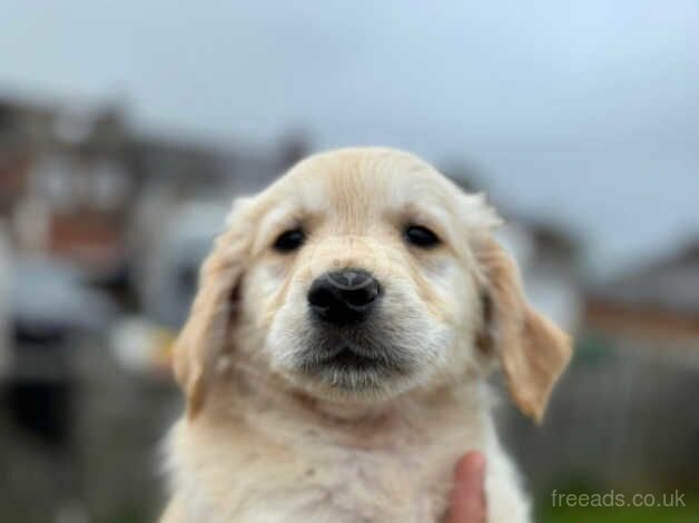 KC golden retriever puppies ready to leave now for sale in Shildon, County Durham - Image 1