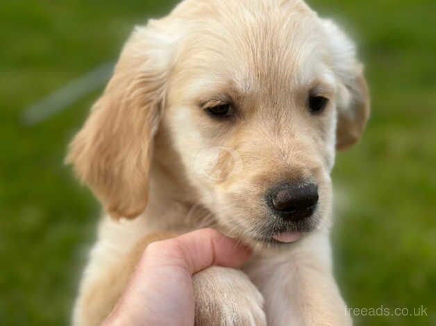 KC golden retriever puppies ready to leave now for sale in Shildon, County Durham - Image 2