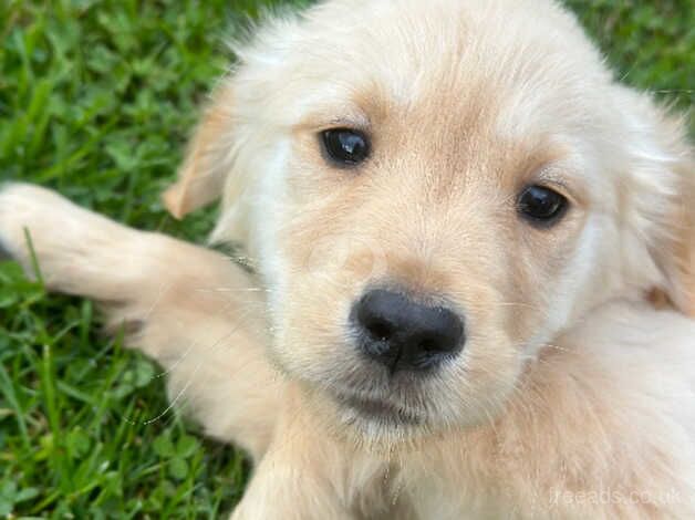 KC golden retriever puppies ready to leave now for sale in Shildon, County Durham - Image 3