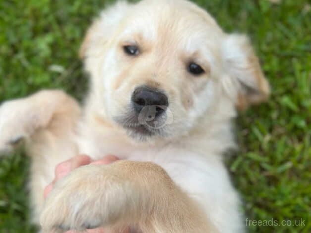 KC golden retriever puppies ready to leave now for sale in Shildon, County Durham - Image 4