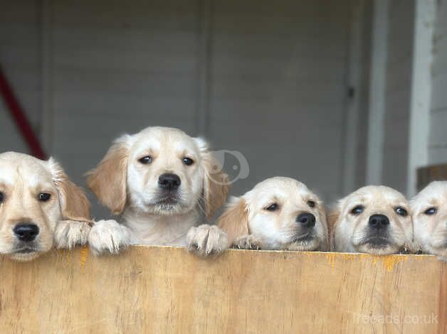 KC golden retriever puppies ready to leave now for sale in Shildon, County Durham - Image 5