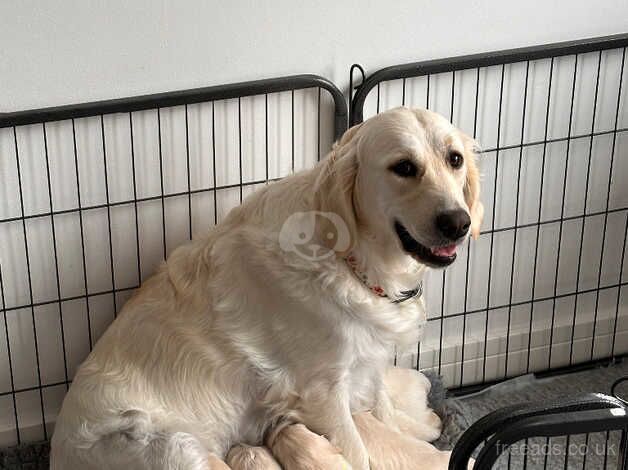 KC GOLDEN RETRIEVERS for sale in Bideford, Devon - Image 1