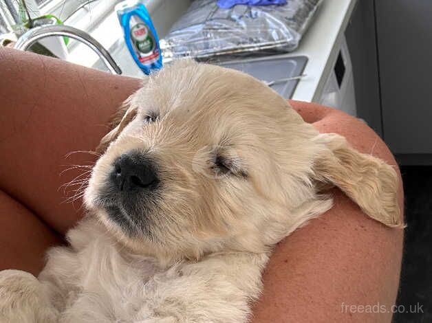 KC GOLDEN RETRIEVERS for sale in Bideford, Devon - Image 2