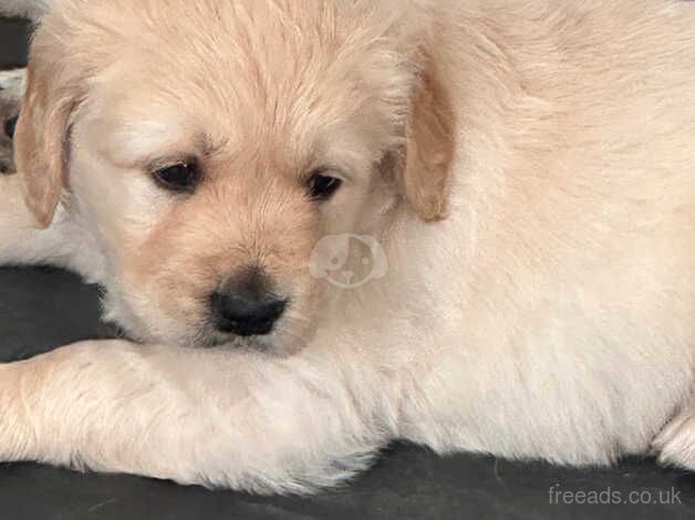 KC GOLDEN RETRIEVERS for sale in Bideford, Devon - Image 3