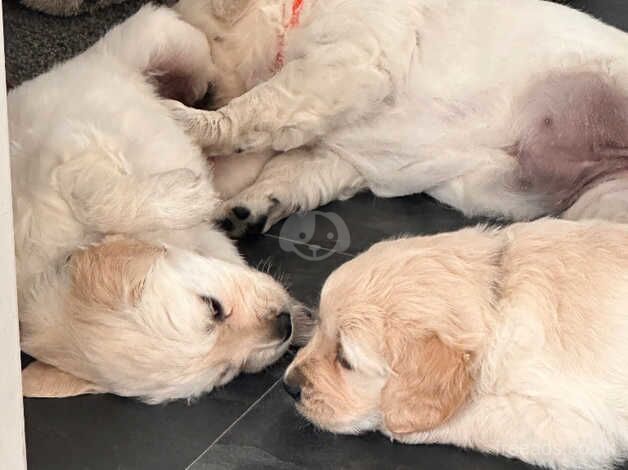 KC GOLDEN RETRIEVERS for sale in Bideford, Devon - Image 4