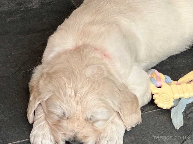 KC GOLDEN RETRIEVERS for sale in Bideford, Devon - Image 5