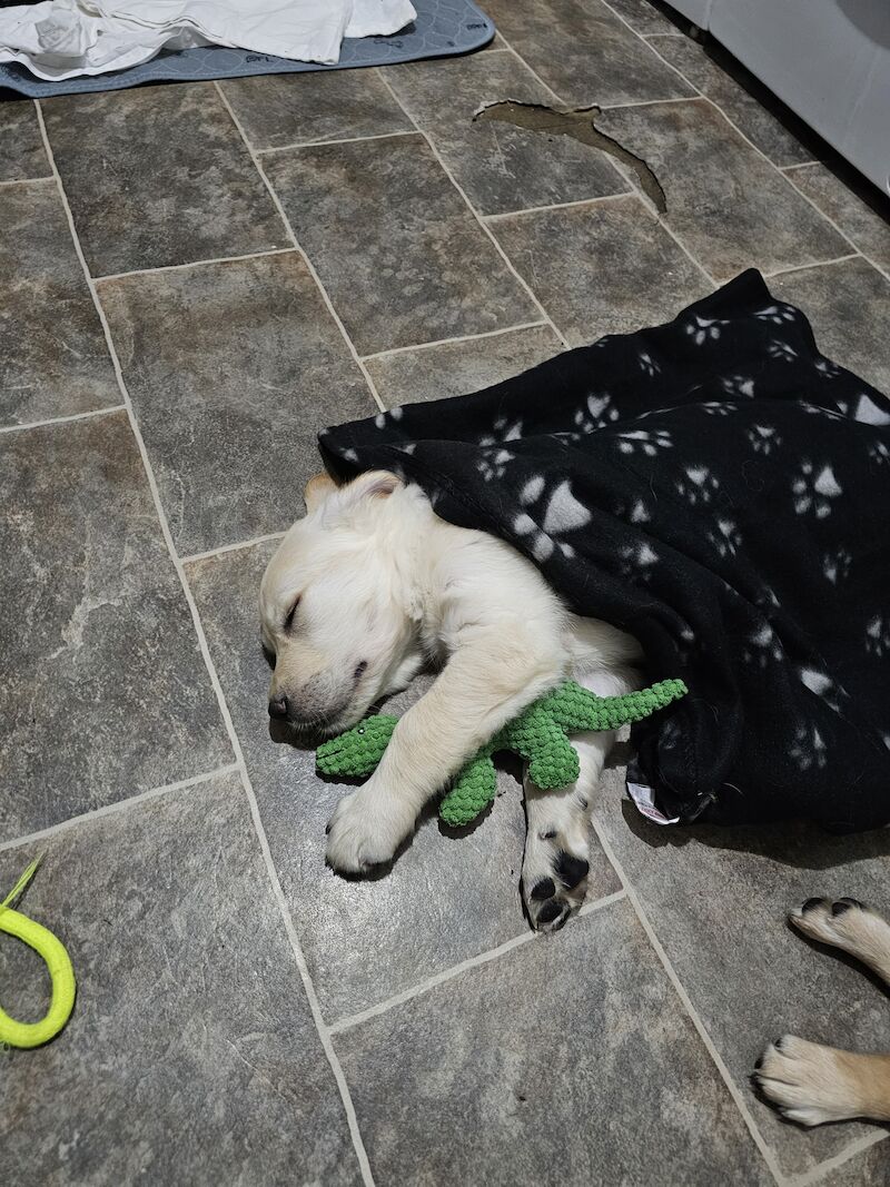 KC PEDIGREE GOLDEN RETRIEVER PUPPYS for sale in Leeds, West Yorkshire - Image 1