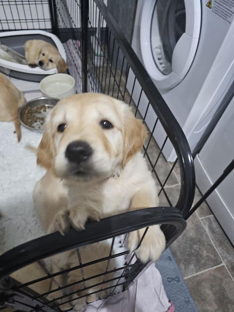 KC PEDIGREE GOLDEN RETRIEVER PUPPYS for sale in Leeds, West Yorkshire - Image 2