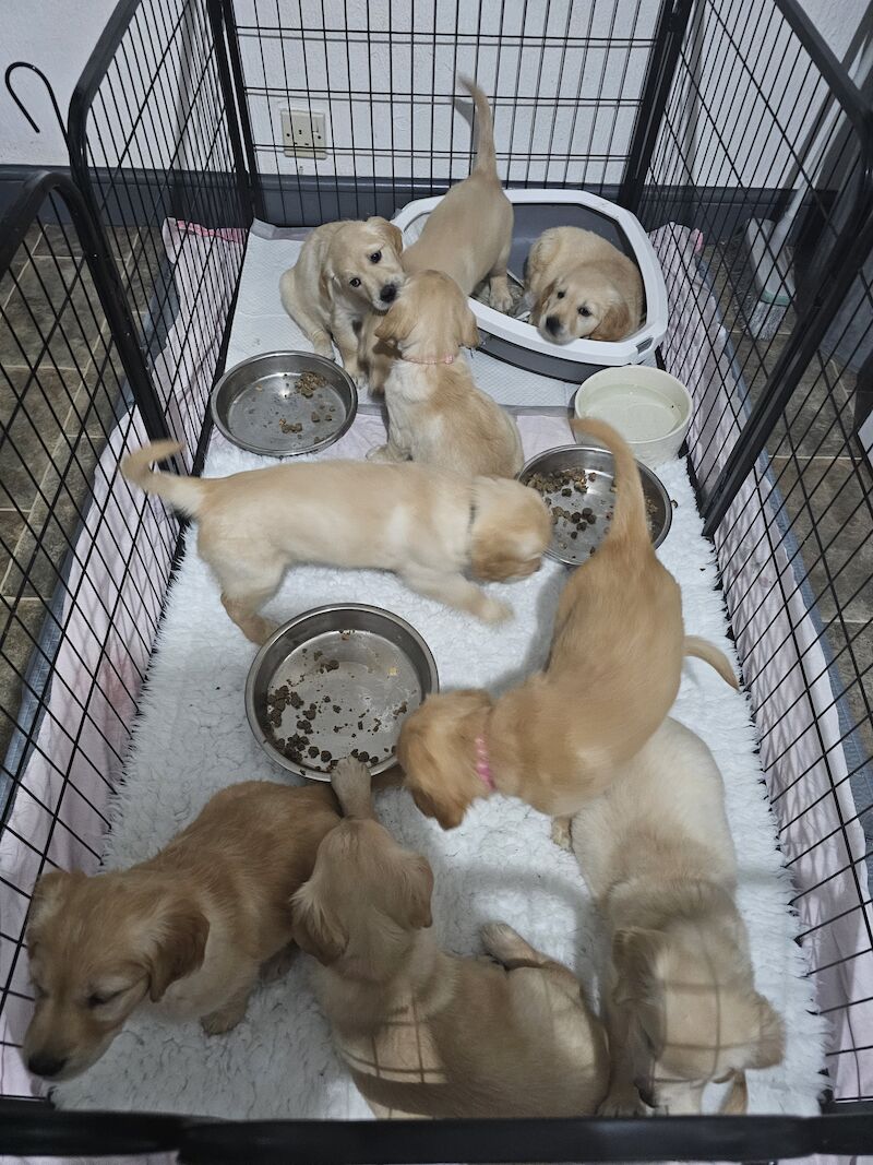 Golden Retriever Puppies for sale