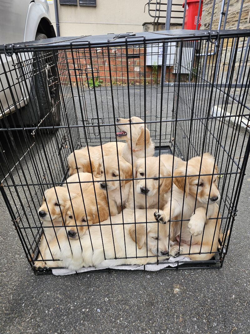 KC PEDIGREE GOLDEN RETRIEVER PUPPYS for sale in Leeds, West Yorkshire - Image 5