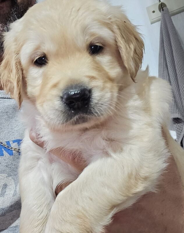 KC PEDIGREE GOLDEN RETRIEVER PUPPYS for sale in Leeds, West Yorkshire - Image 6