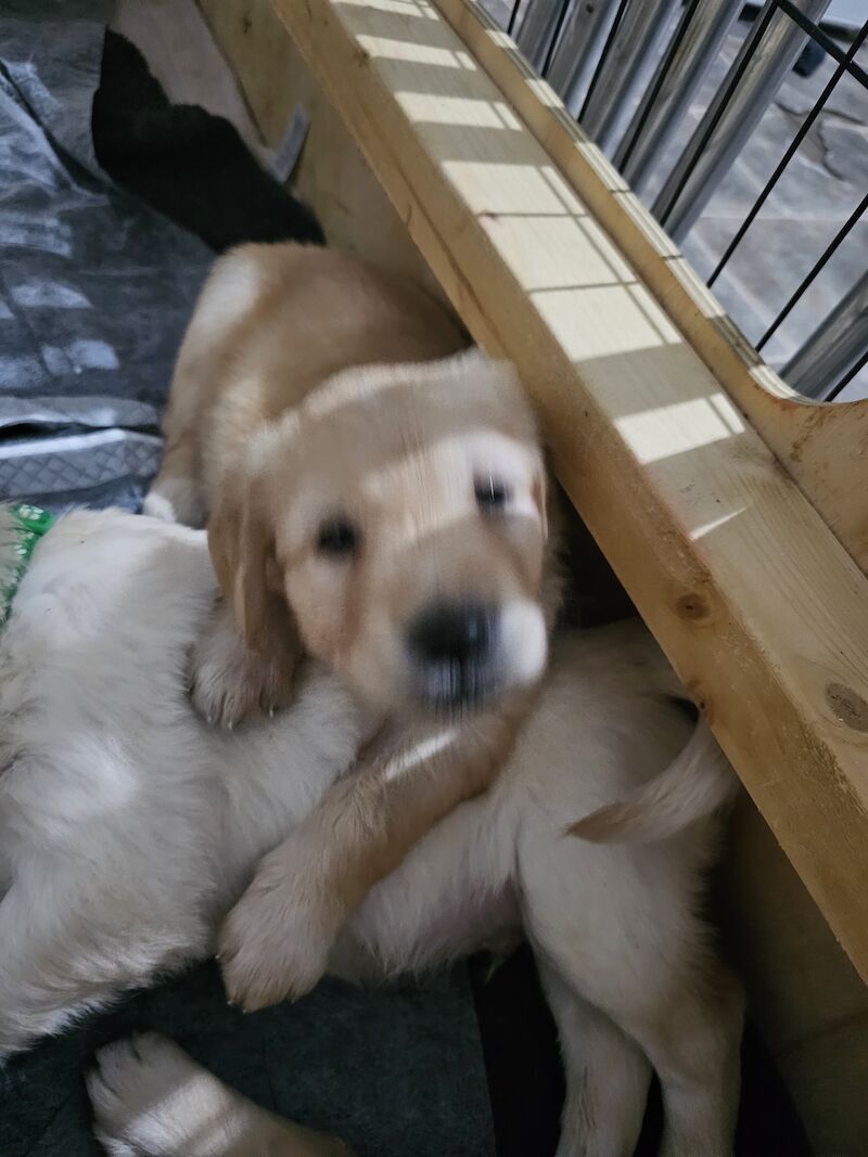 KC PEDIGREE GOLDEN RETRIEVER PUPPYS for sale in Leeds, West Yorkshire - Image 7