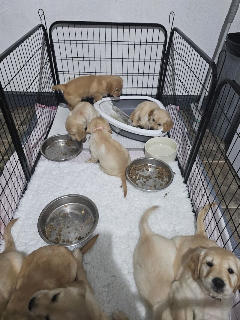 KC PEDIGREE GOLDEN RETRIEVER PUPPYS for sale in Leeds, West Yorkshire - Image 10