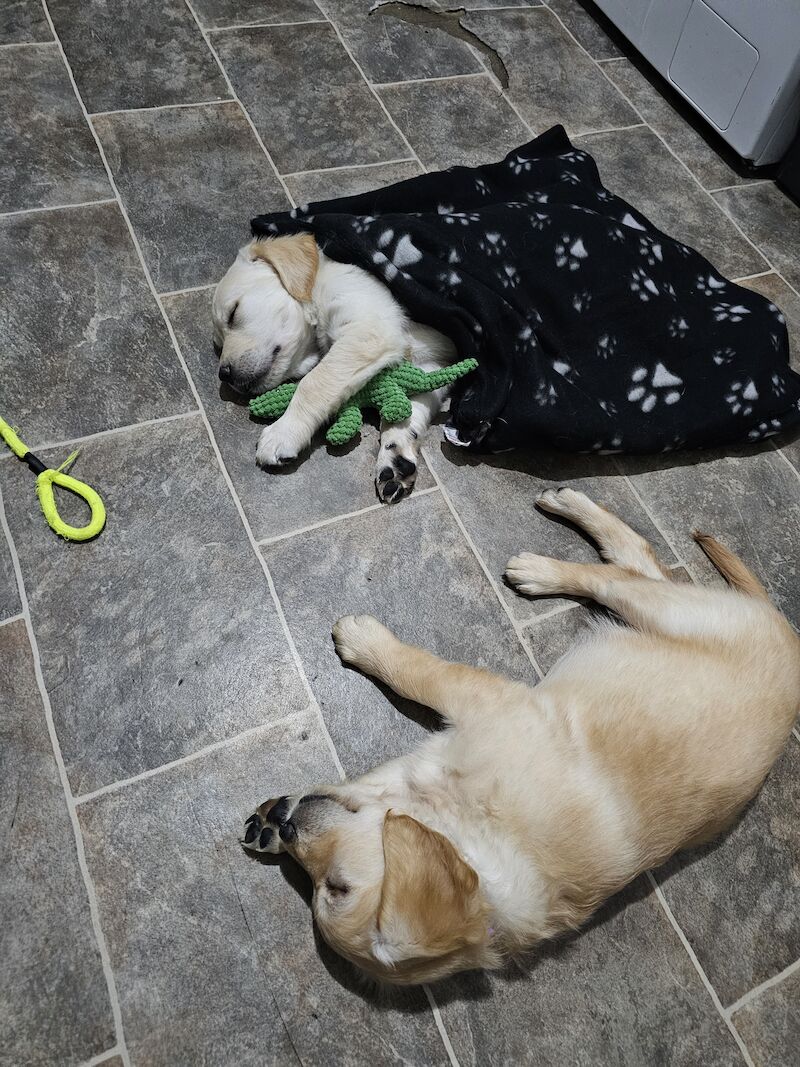 KC PEDIGREE GOLDEN RETRIEVER PUPPYS for sale in Leeds, West Yorkshire - Image 11