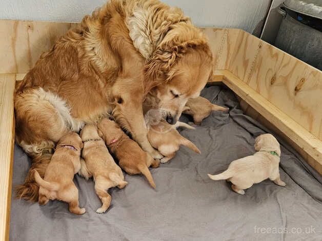 KC PEDIGREE GOLDEN RETRIEVER PUPPYS for sale in Leeds, West Yorkshire - Image 1