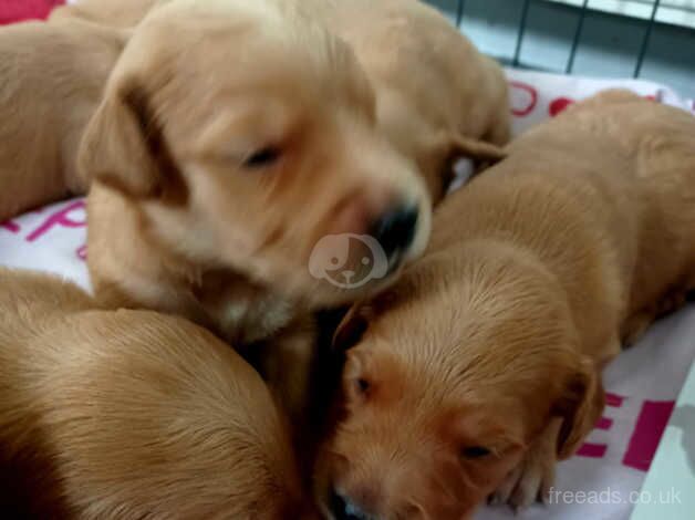 KC reg, DNA clear, Dark goldies for sale in Chesterfield, Staffordshire