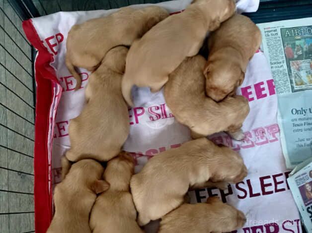 KC reg, DNA clear, Dark goldies for sale in Chesterfield, Staffordshire - Image 2