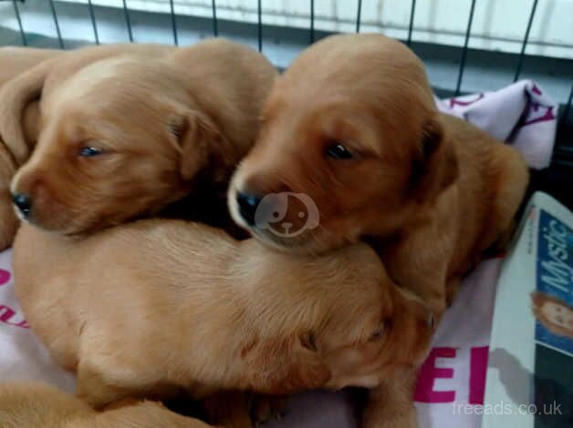 KC reg, DNA clear, Dark goldies for sale in Chesterfield, Staffordshire - Image 3