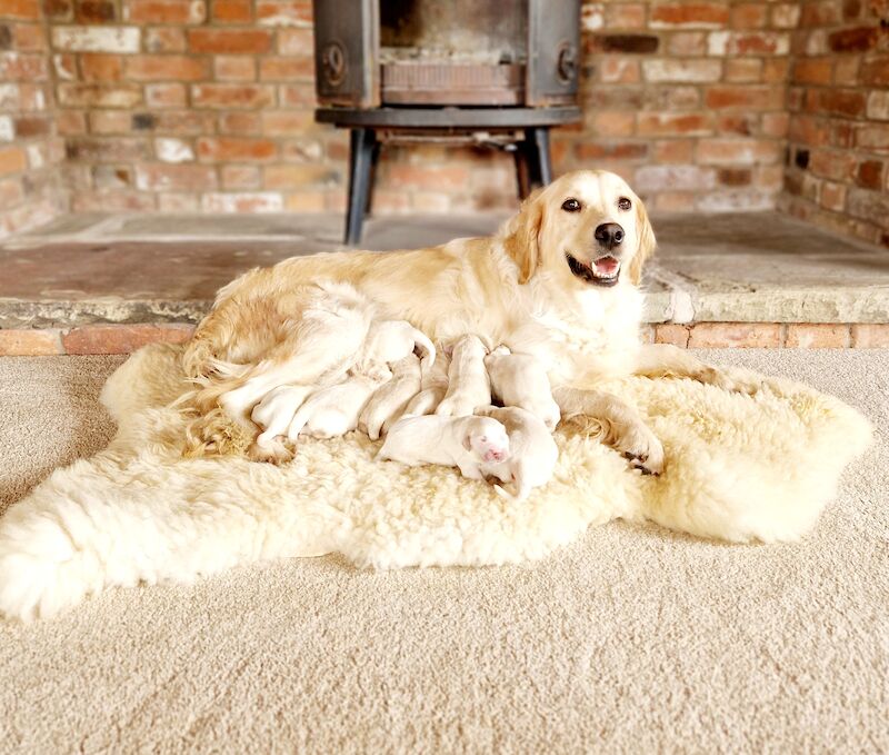 Kc Reg Fully Health Tested Traditional Old English Cream Golden Retriever Puppies for sale in Retford, Nottinghamshire - Image 1