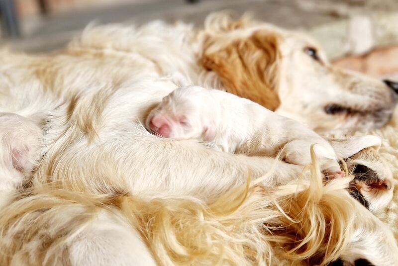 Kc Reg Fully Health Tested Traditional Old English Cream Golden Retriever Puppies for sale in Retford, Nottinghamshire - Image 2