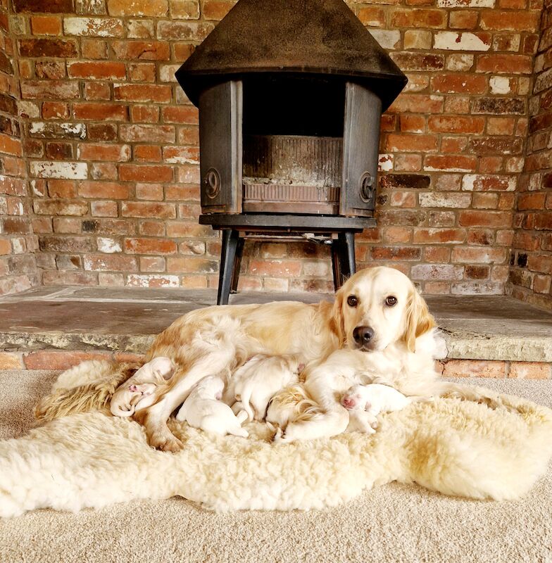 Kc Reg Fully Health Tested Traditional Old English Cream Golden Retriever Puppies for sale in Retford, Nottinghamshire - Image 3