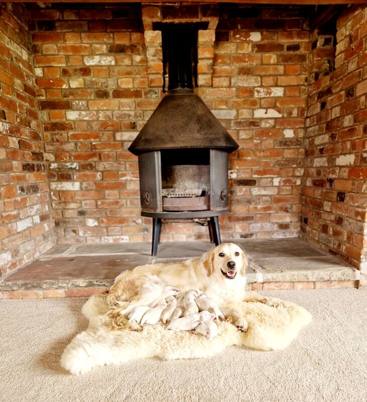 Kc Reg Fully Health Tested Traditional Old English Cream Golden Retriever Puppies for sale in Retford, Nottinghamshire - Image 4