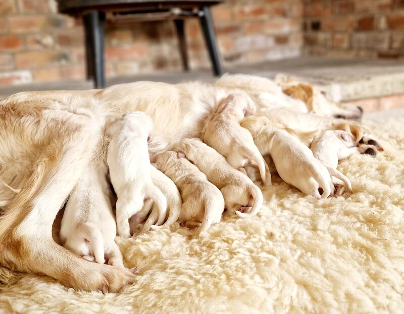 Kc Reg Fully Health Tested Traditional Old English Cream Golden Retriever Puppies for sale in Retford, Nottinghamshire - Image 5