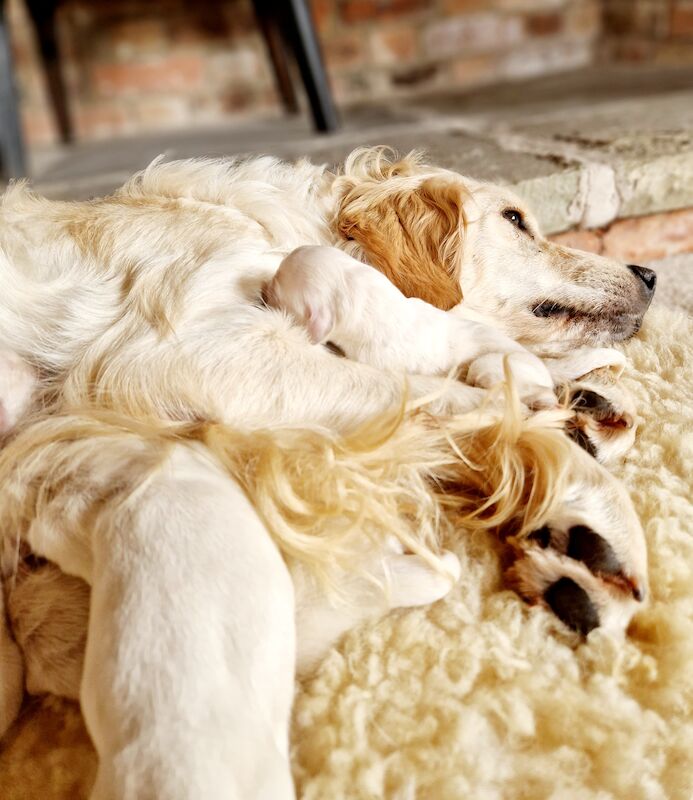 Kc Reg Fully Health Tested Traditional Old English Cream Golden Retriever Puppies for sale in Retford, Nottinghamshire - Image 6