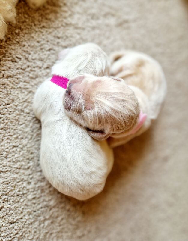 Kc Reg Fully Health Tested Traditional Old English Cream Golden Retriever Puppies for sale in Retford, Nottinghamshire - Image 7