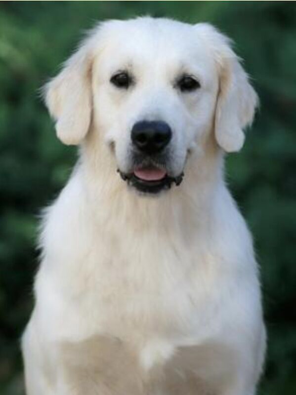 Kc Reg Fully Health Tested Traditional Old English Cream Golden Retriever Puppies for sale in Retford, Nottinghamshire - Image 8