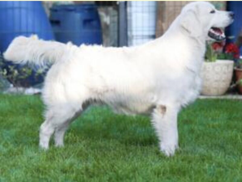 Kc Reg Fully Health Tested Traditional Old English Cream Golden Retriever Puppies for sale in Retford, Nottinghamshire - Image 9