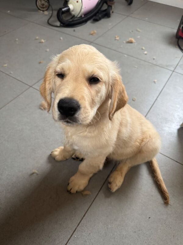 Kc reg golden retriever for sale in Carnoustie, Angus