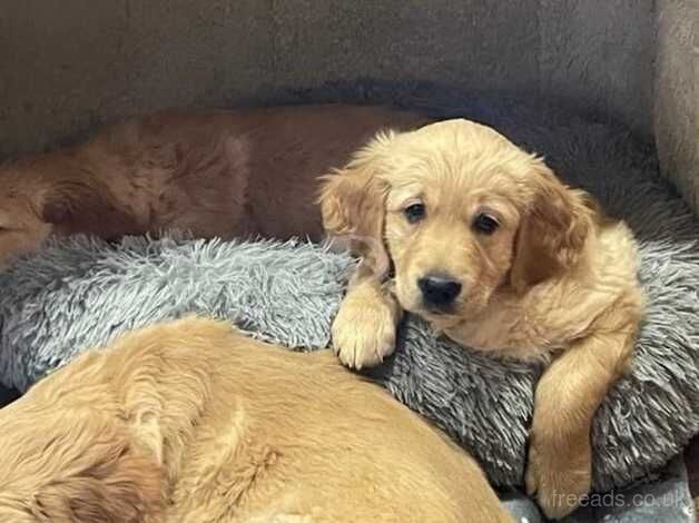 KC Reg Golden Retriever Girl For Sale in Fife