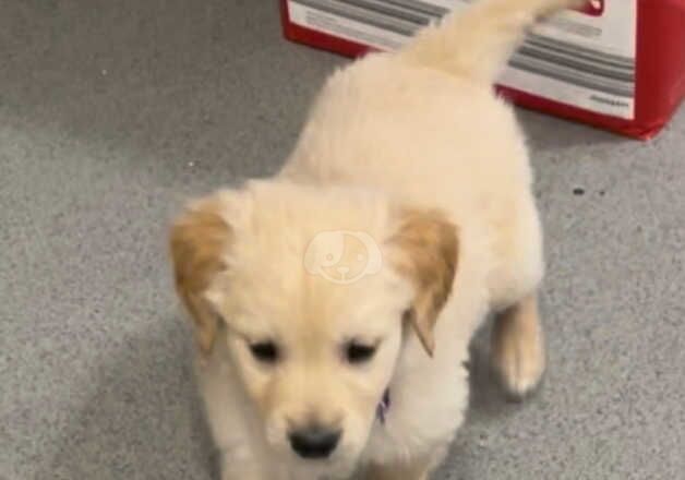 Kc reg Golden retriever pups. for sale in Oxford, Oxfordshire - Image 3