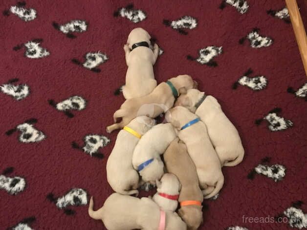 Kc reg health checked puppies for sale in Mablethorpe, Lincolnshire