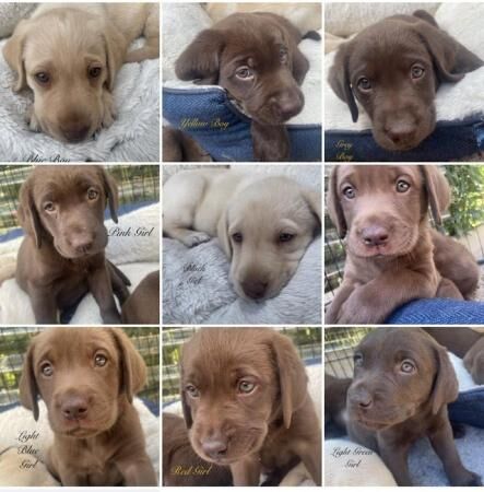 KC Reg Show Type Chocolate or Yellow Labradors for sale in Doncaster, South Yorkshire - Image 1