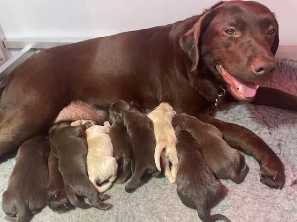 KC Reg Show Type Chocolate or Yellow Labradors for sale in Doncaster, South Yorkshire - Image 3