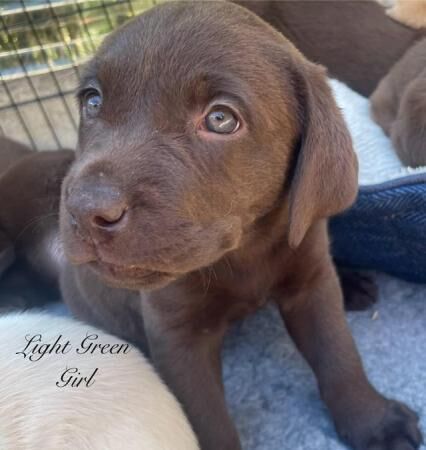 KC Reg Show Type Chocolate or Yellow Labradors for sale in Doncaster, South Yorkshire - Image 4