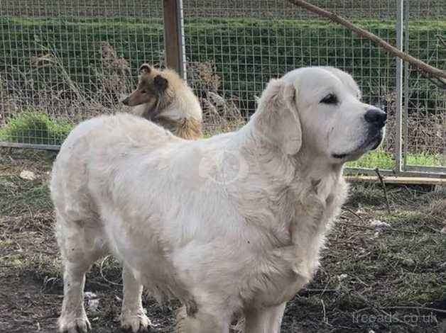 KC reg'd 2 year old female. Bad hips for sale in Skegness, Lincolnshire - Image 1