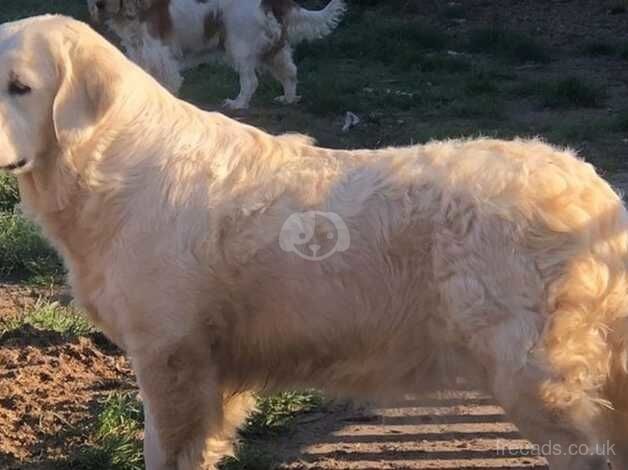 KC reg'd 2 year old female. Bad hips for sale in Skegness, Lincolnshire - Image 2