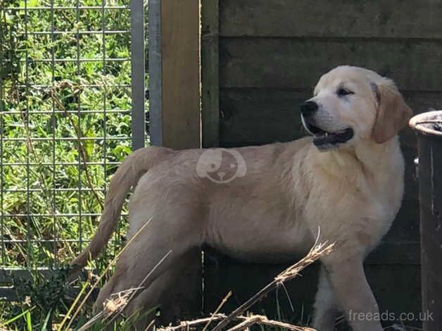 KC reg'd male golden retriever puppies for sale in Ingoldmells, Lincolnshire