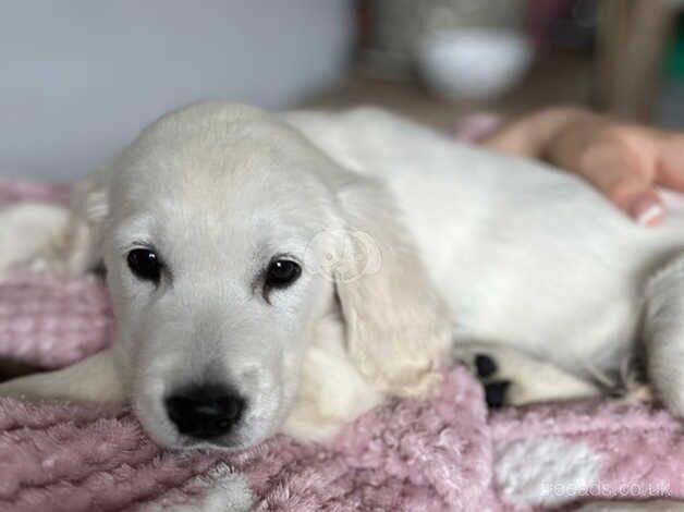 Kc registered cream golden retriever puppies for sale in Wigan, Greater Manchester