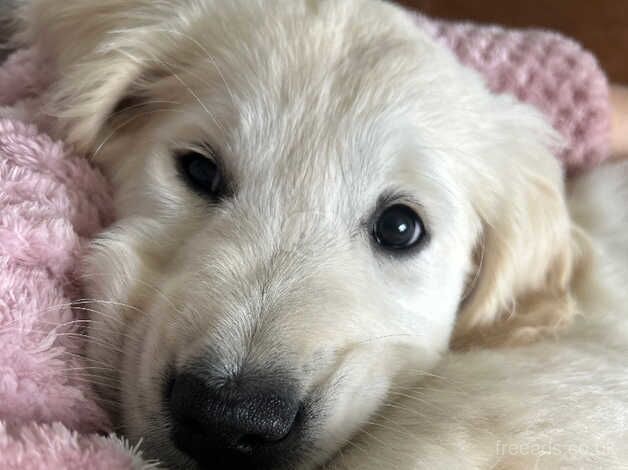 Kc registered cream golden retriever puppies for sale in Wigan, Greater Manchester - Image 2