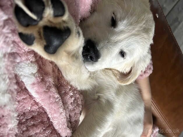 Kc registered cream golden retriever puppies for sale in Wigan, Greater Manchester - Image 3