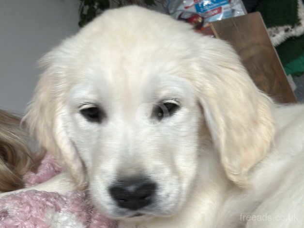 Kc registered cream golden retriever puppies for sale in Wigan, Greater Manchester - Image 4