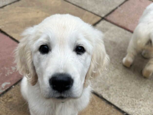 Kc registered cream golden retriever puppies for sale in Wigan, Greater Manchester - Image 5