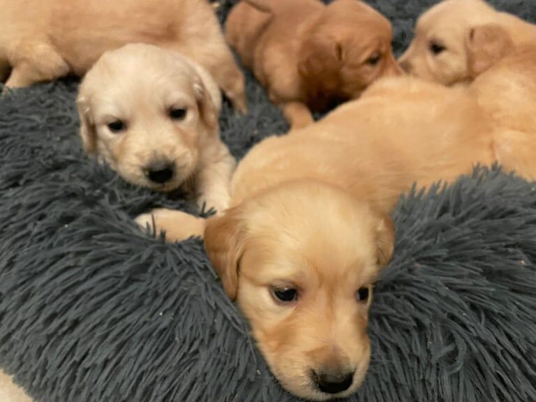 KC Registered Fox Red Golden Retriever Puppies for sale in Castlewellan, County Down - Image 2