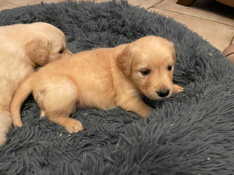 KC Registered Fox Red Golden Retriever Puppies for sale in Castlewellan, County Down - Image 3